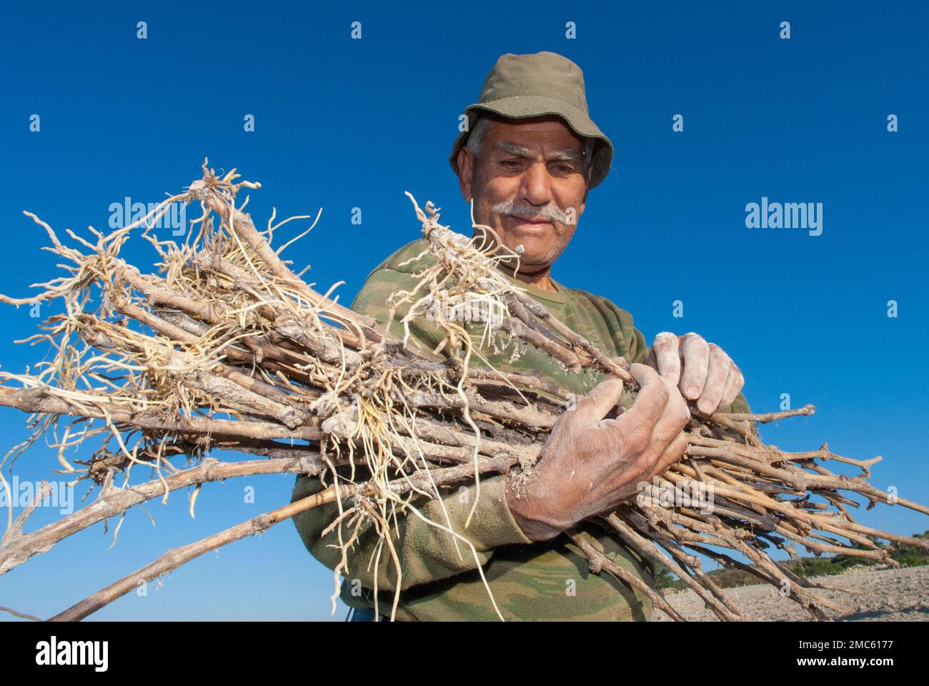 wine grower at the planting Stock Photo