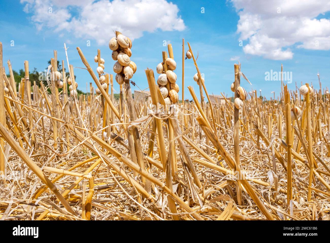 Snails on a harvested field Stock Photo
