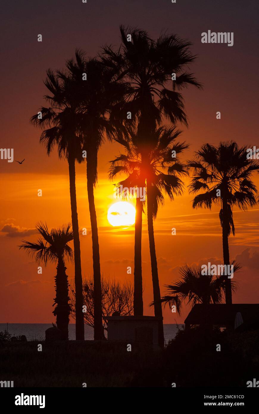 Sunset and palm trees Stock Photo