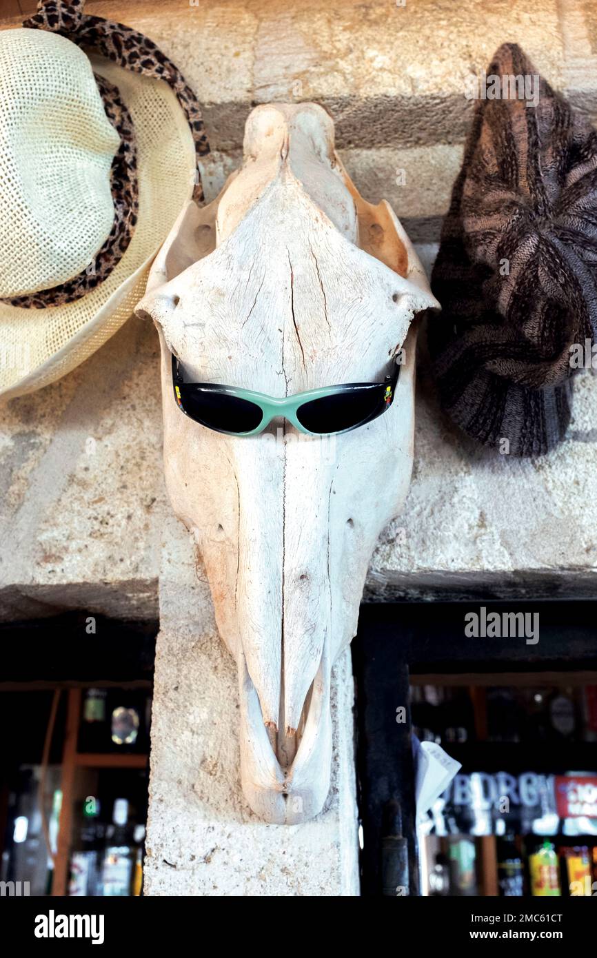 Donkey skull at a Golden Sands Beach BarUrlaub Stock Photo