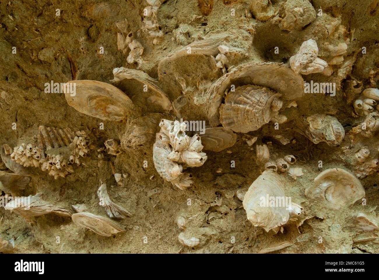 Fossils at Kakkaristra Gorge neaer Nicosia Stock Photo