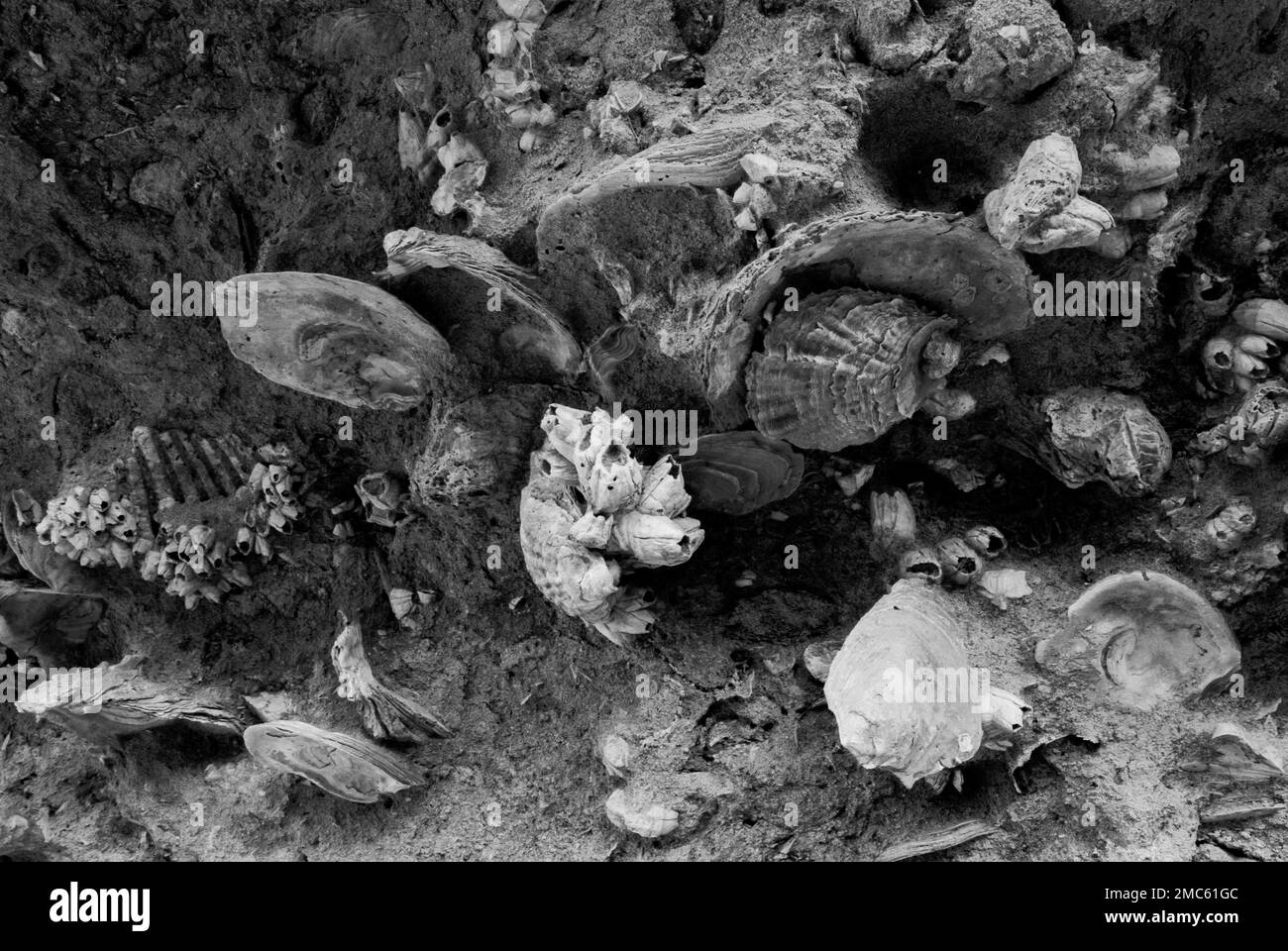 Fossils at Kakkaristra Gorge neaer Nicosia Stock Photo