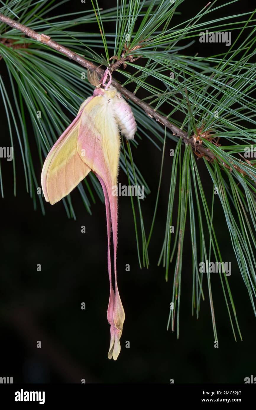 Chinese Moon Moth (Actias dubernardi)  Hatching male on pine limb. Stock Photo