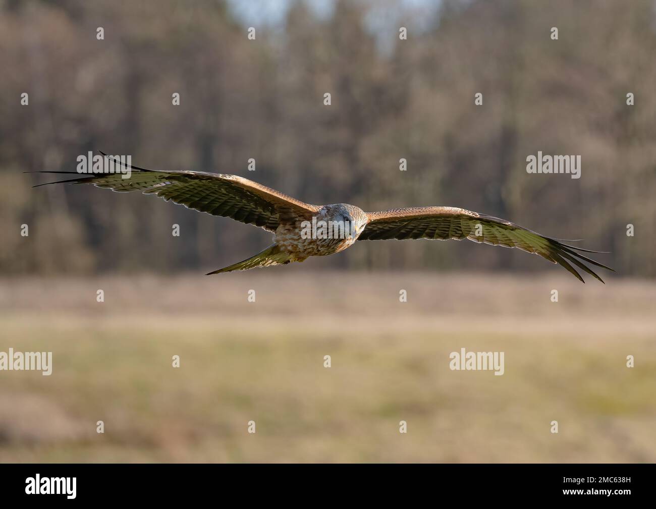 Close up of a Red Kite (Milvus milvus) flying against a woodland