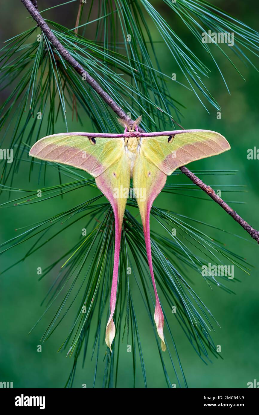 Chinese Moon Moth (Actias dubernardi)  Freshly hatched adult male. Stock Photo