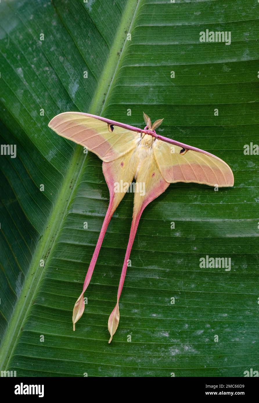 Chinese Moon Moth (Actias dubernardi)  There are a number of different species that come under the umbrella common name CHINESE MOON MOTH. Stock Photo