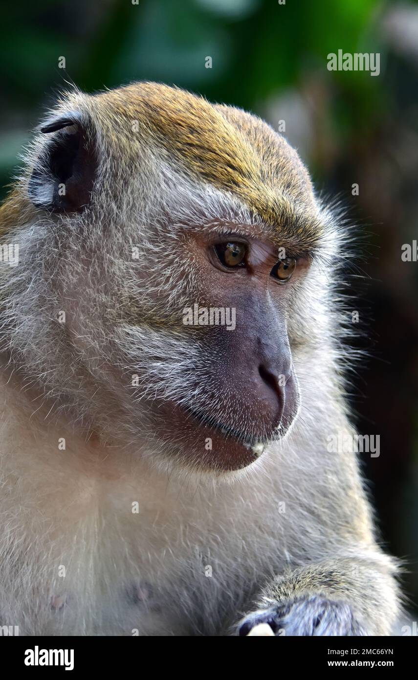 Long-tailed Macaque (Macaca fascicularis) at Batu Caves, Javaneraffe ...