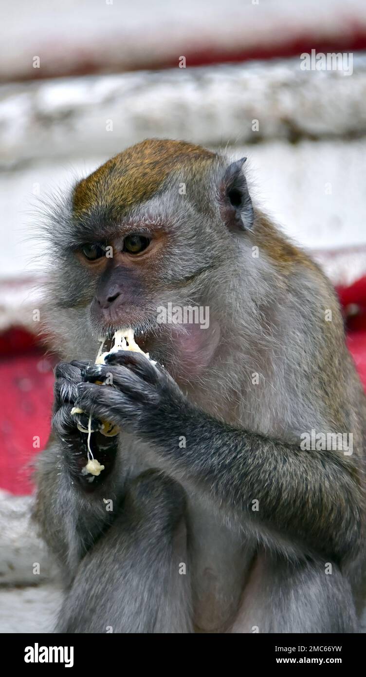 Long-tailed Macaque (Macaca fascicularis) at Batu Caves, Javaneraffe ...