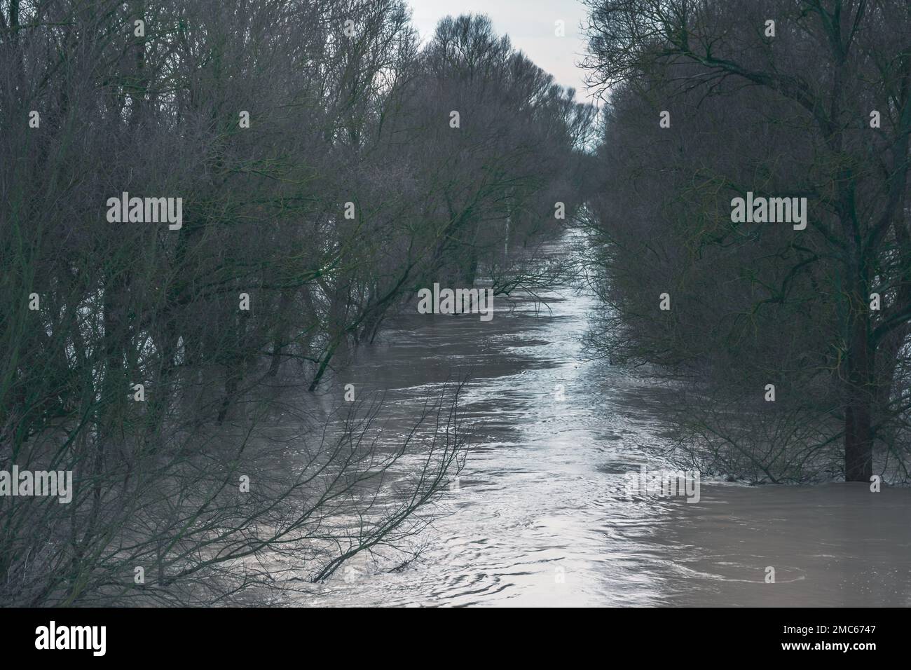 The water of the flooded Ipoly river rushes between the trees, Balassagyarmat, Hungary Stock Photo