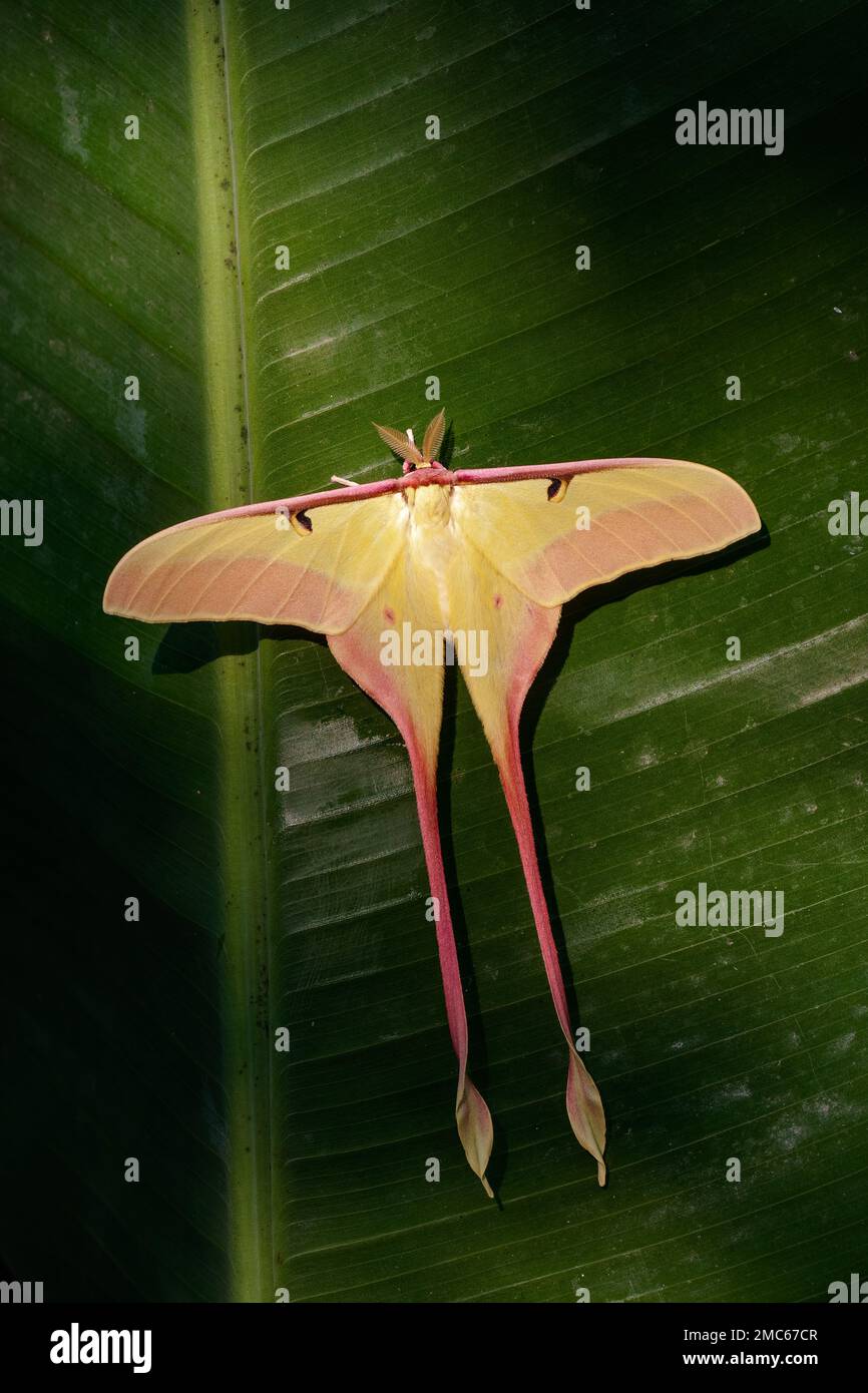 Chinese Moon Moth (Actias dubernardi)  There are a number of different species that come under the umbrella common name CHINESE MOON MOTH. Stock Photo