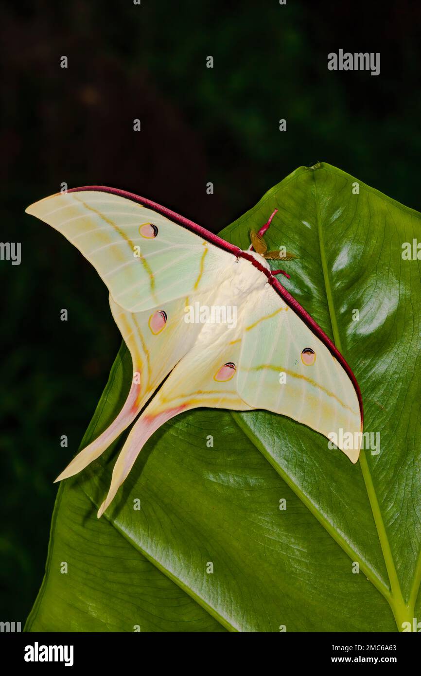 INDIAN MOON MOTH (Actias selene) Freshly hatched MALE. Found in India, Nepal, Ceylon, Borneo, and other islands in eastern Asia, Japan. Stock Photo