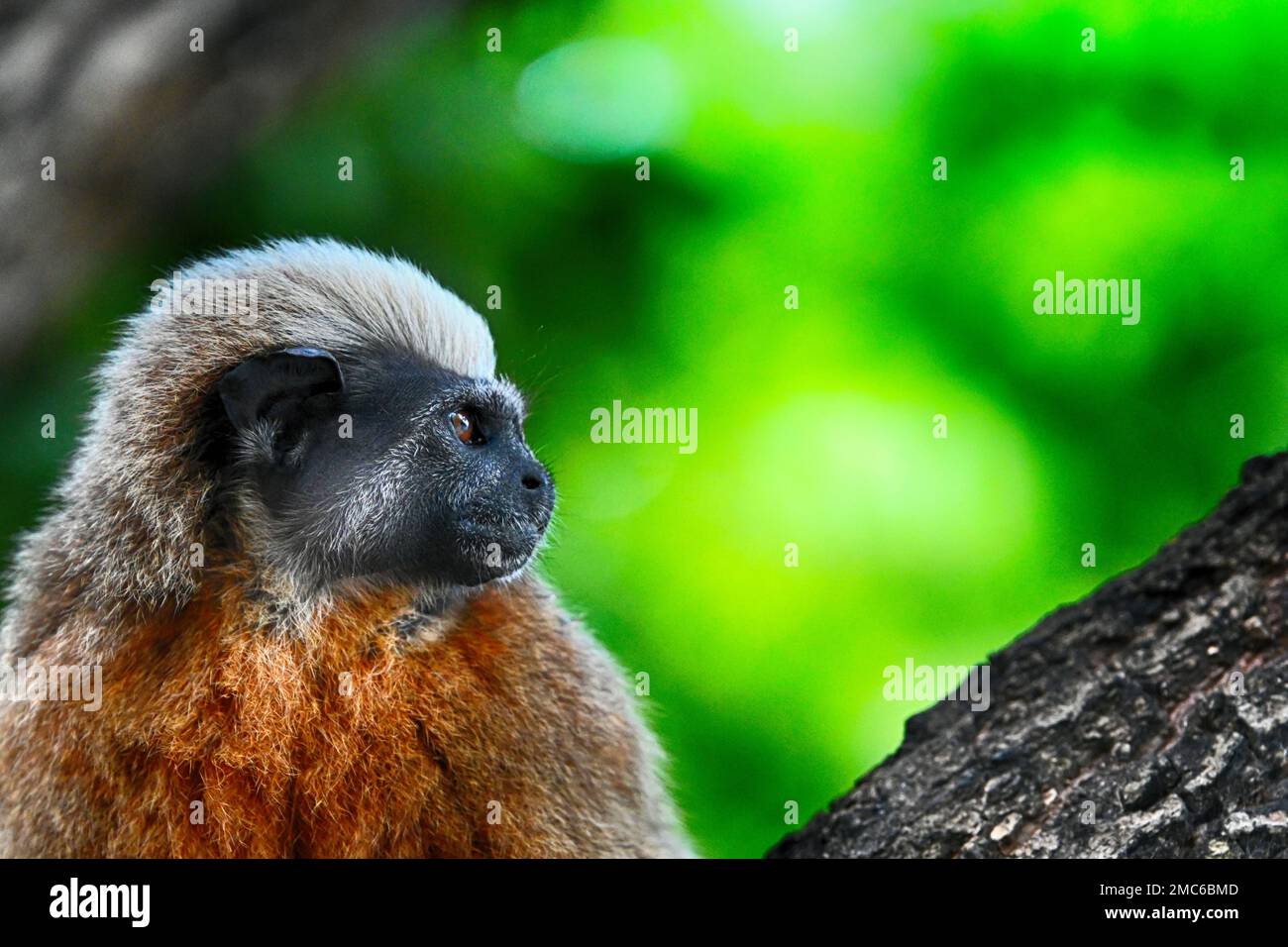 Cotton top tamarin Saguinus oedipus in Cartegena Colombia Stock Photo