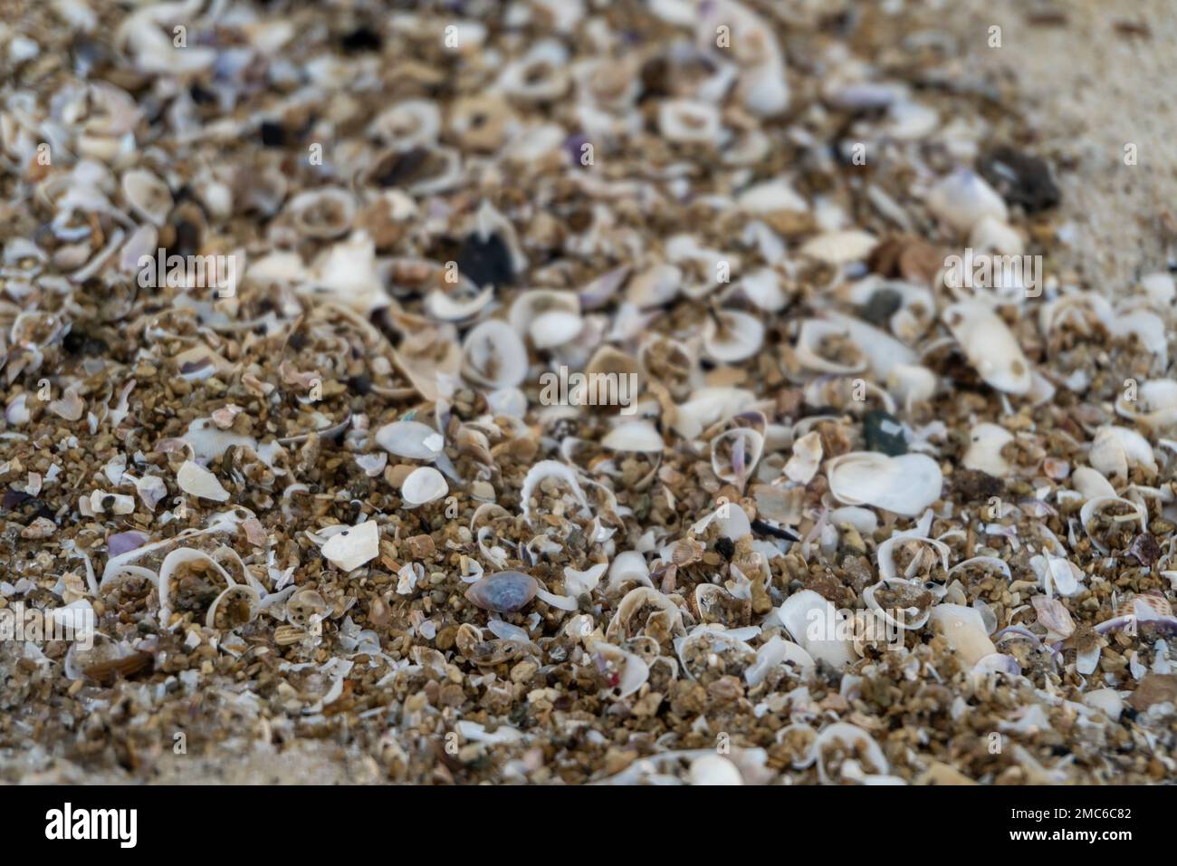 Middle Shell shells on the white sandy beach in the middle of nature landscape Stock ...