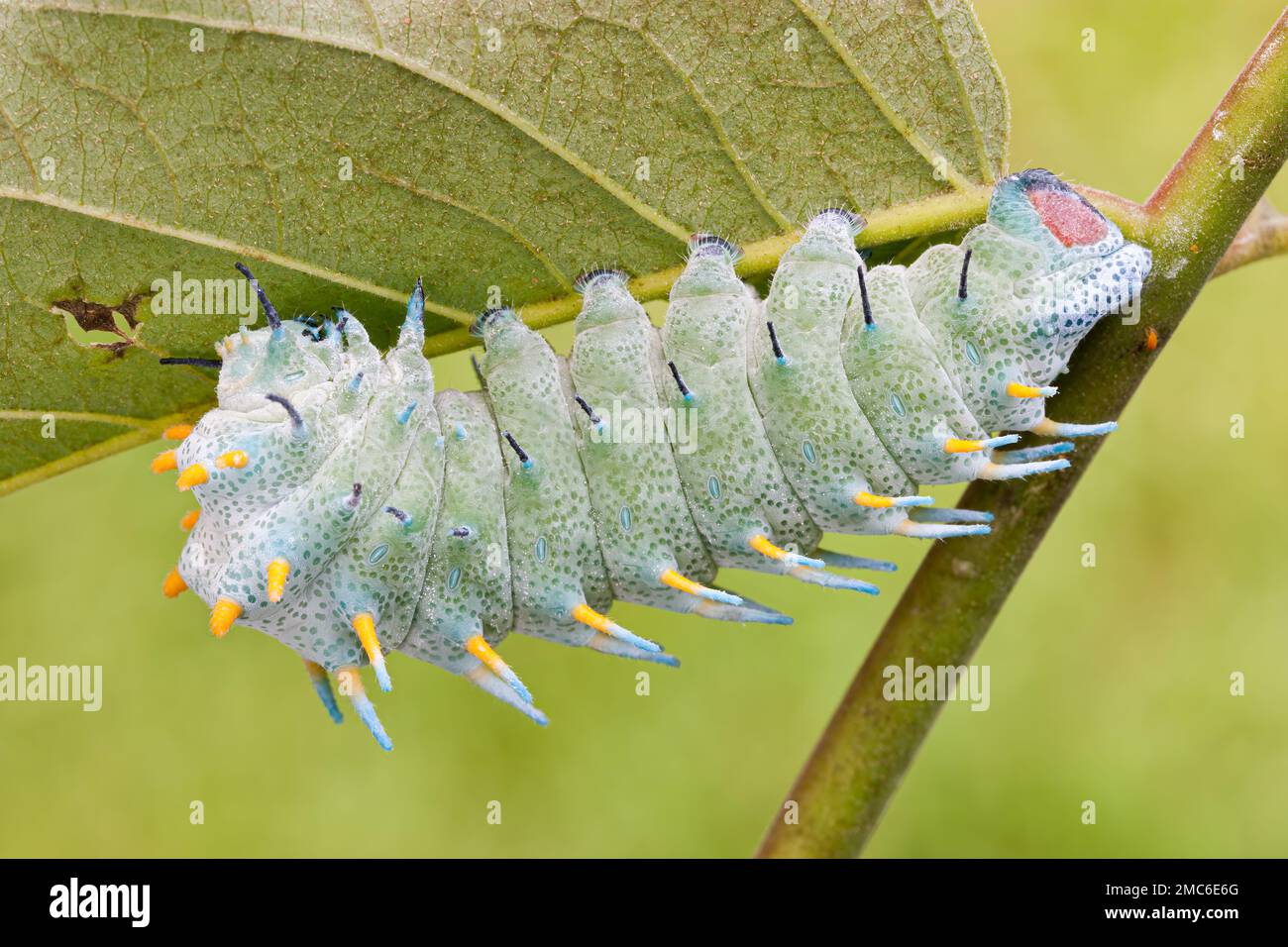 Lorquin's Atlas Moth (Attacus lorquini) caterpillar feeding on Ailanthus (Ailanthus altissima). Photographed in the Philippines. Stock Photo