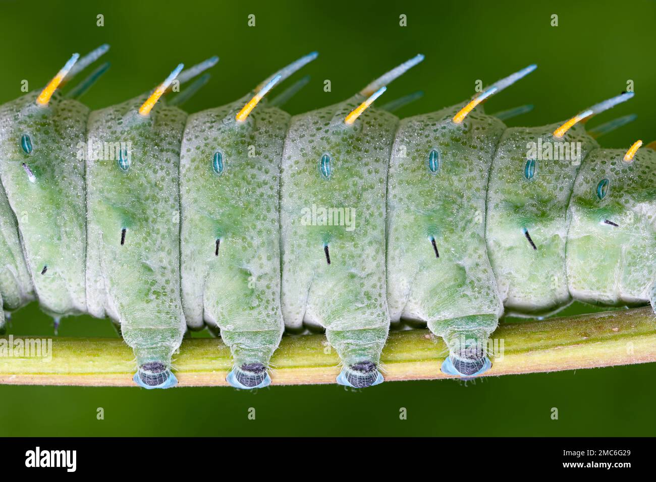 Lorquin's Atlas Moth (Attacus lorquini) abstract of legs and segments of a 4th instar larvae. . Photographed in the Philippines. Stock Photo
