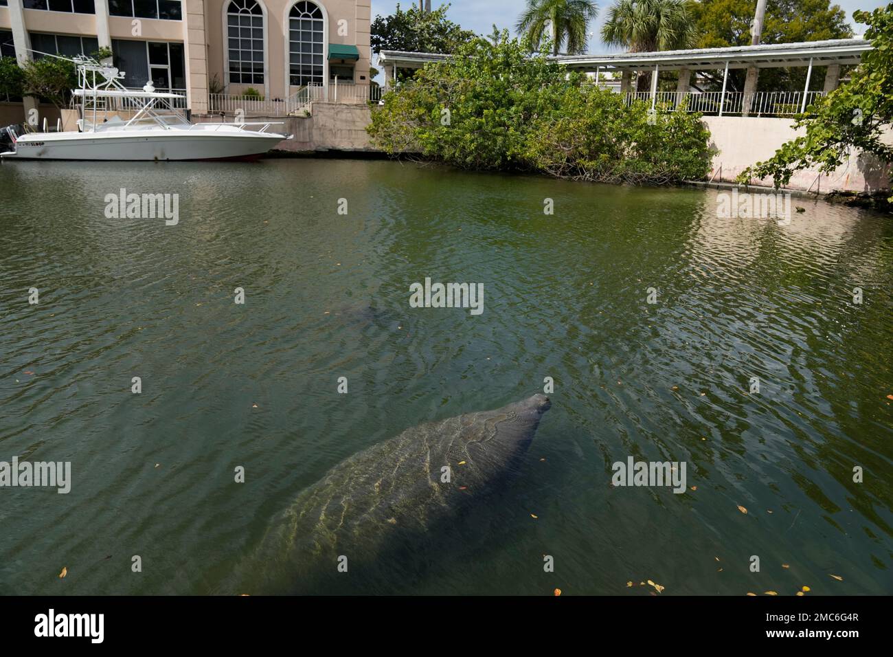 Manatees swim in a canal, Wednesday, Feb. 16, 2022, in Coral Gables