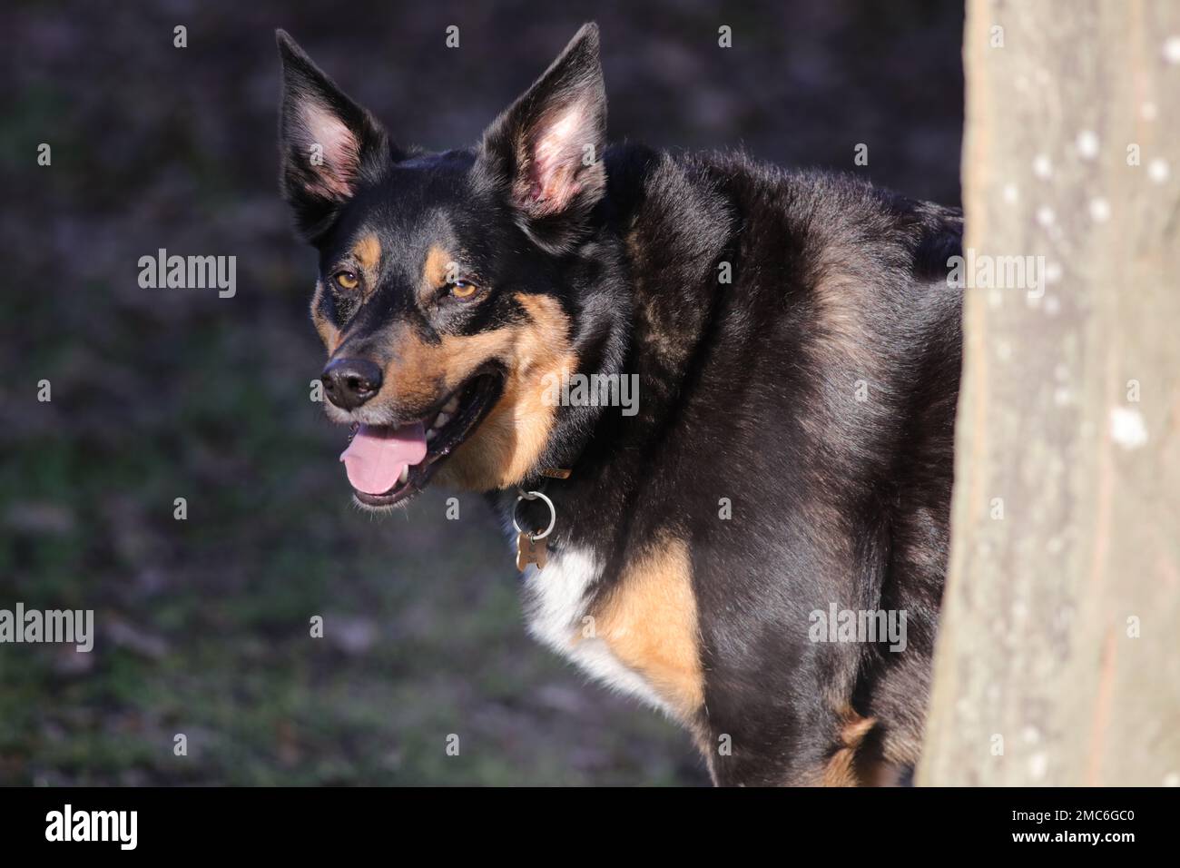 Kelpie and hotsell border collie mix