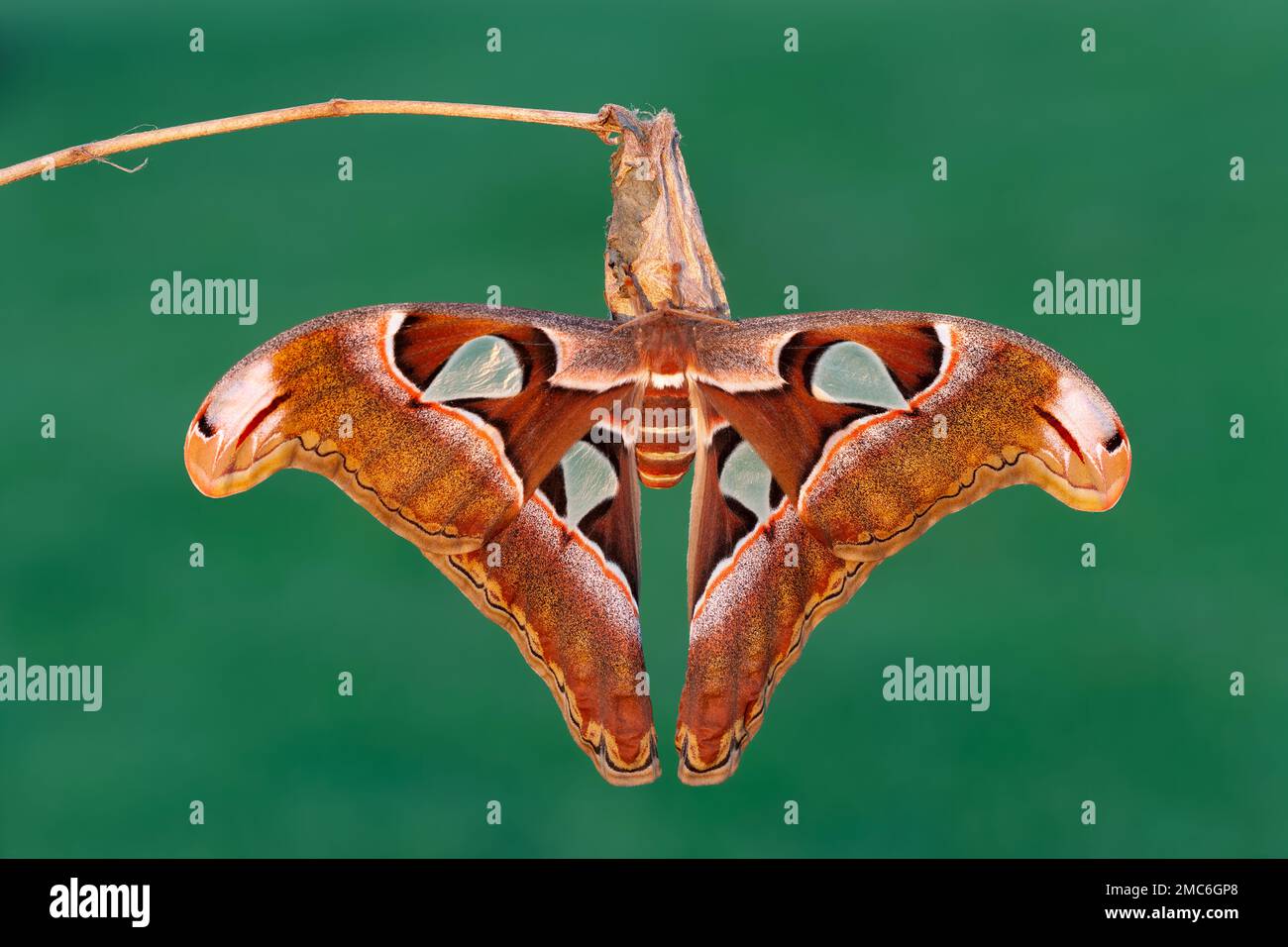 Lorquin's Atlas Moth (Attacus lorquini) Newly emerged female hanging on her cocoon. Stock Photo
