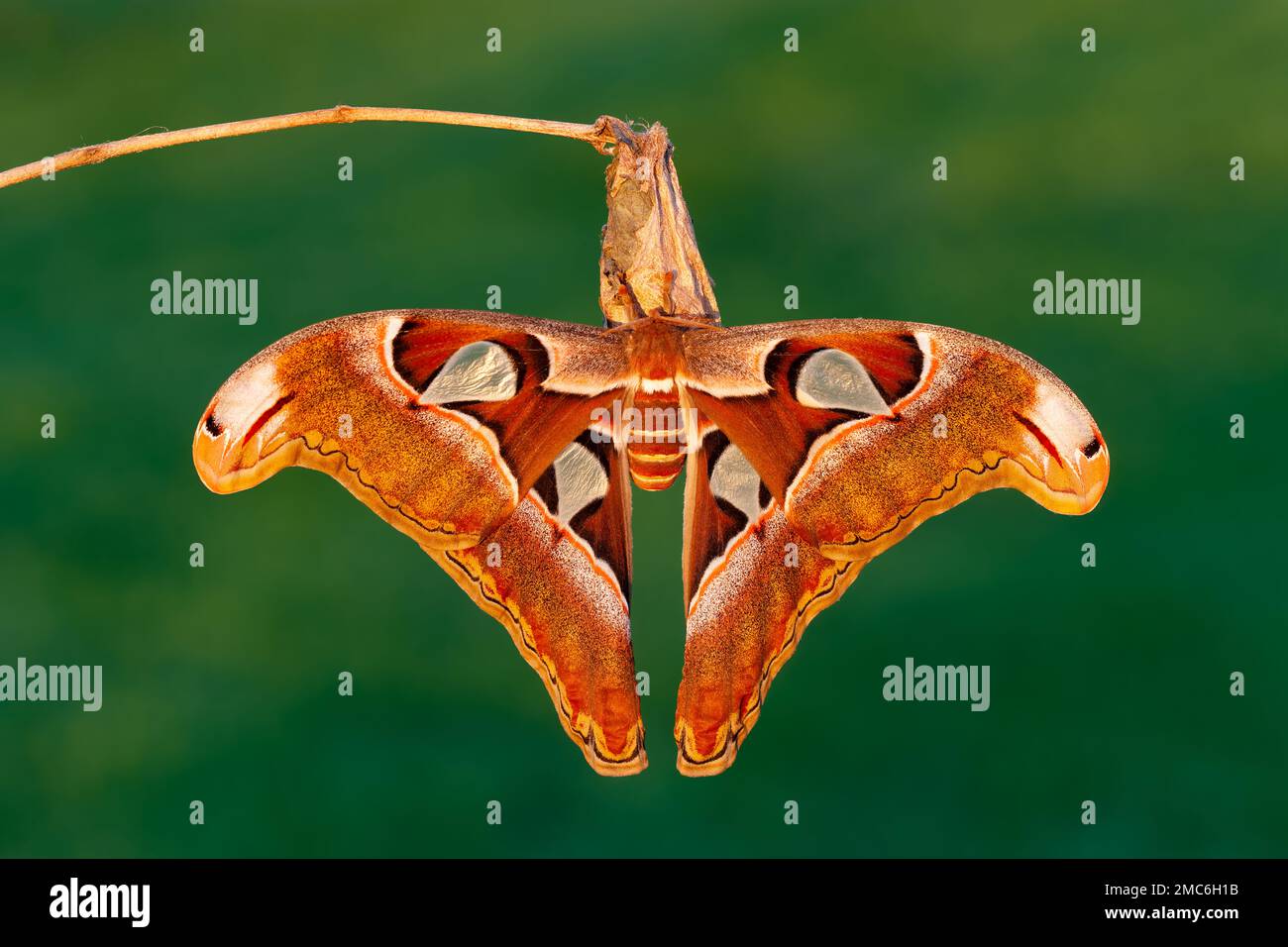 Lorquin's Atlas Moth (Attacus lorquini) Newly emerged female hanging on her cocoon. Stock Photo
