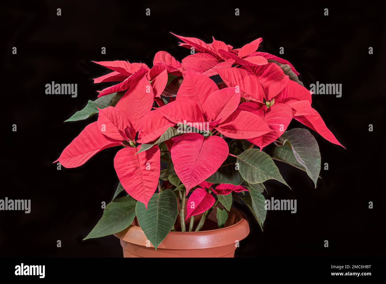 large brilliant red poinsettia plant in a rust colored pot with a black background Stock Photo