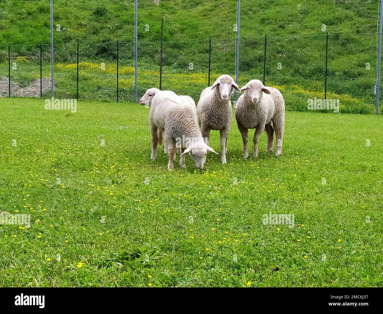 Food \u0026 Wine – In the Vintage Kitchen: Where History Comes To Eat, image size:1300x1065
