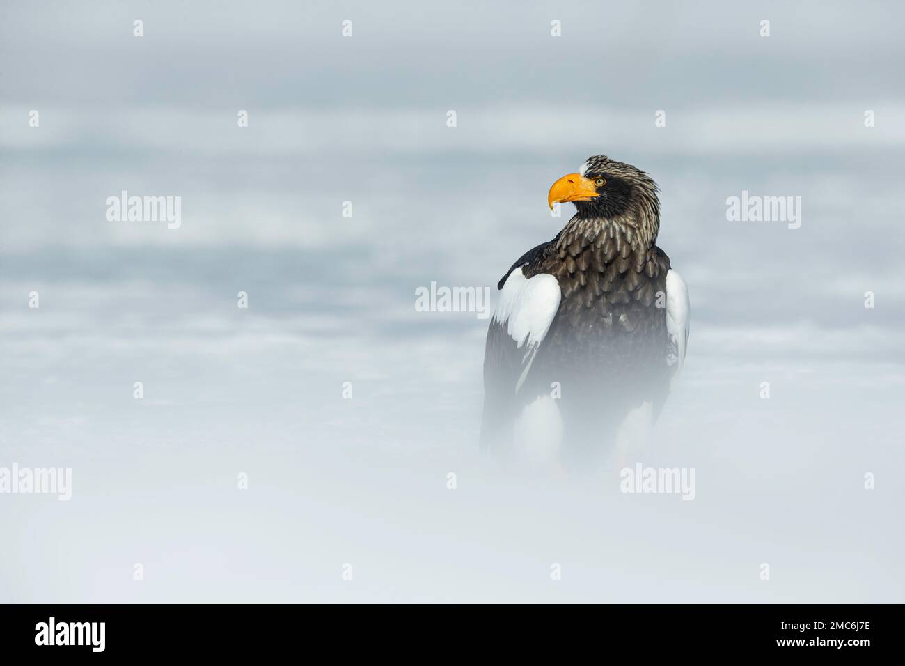 Steller's sea eagle (Haliaeetus pelagicus) on ground in snow, Hokkaido, Japan Stock Photo