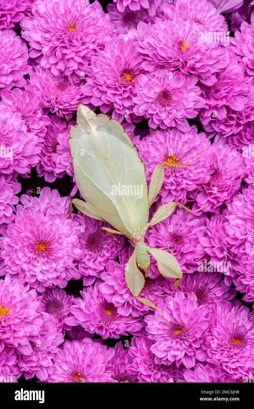 Leaf insect (Phyllium sp) on Chrysanthemum flowers. Stock Photo