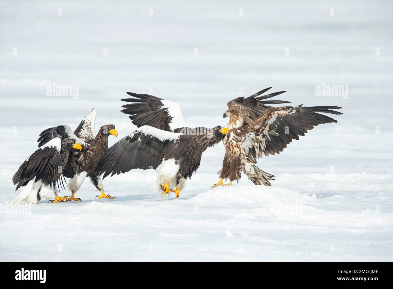 Three Steller's sea eagles (Haliaeetus pelagicus) and White-tailed Eagle (Haliaeetus albicilla) fighting on frozen lake, Hokkaido, Japan Stock Photo