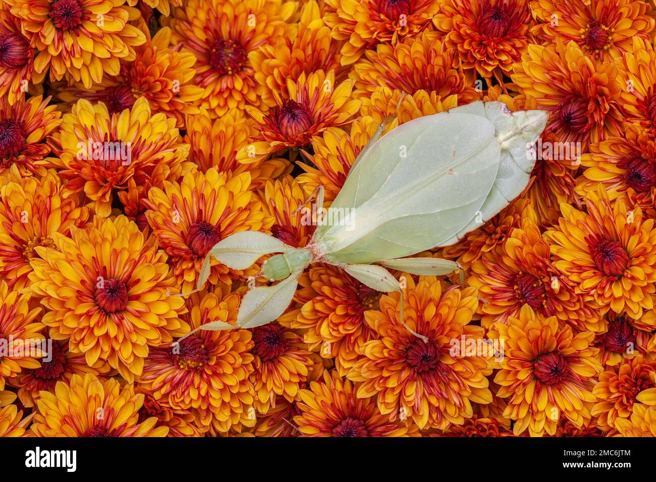 Leaf insect (Phyllium sp) on Chrysanthemum flowers. Stock Photo