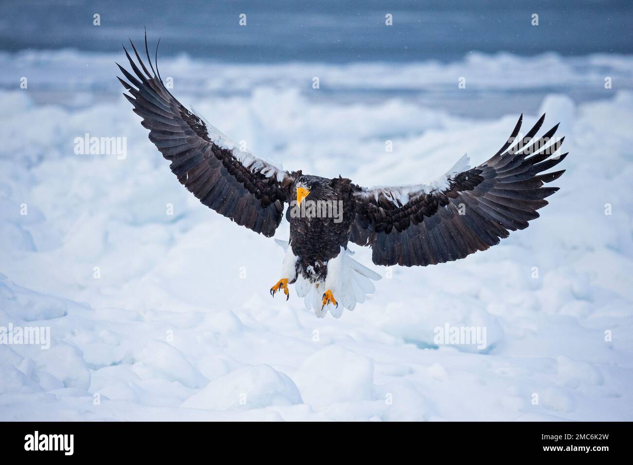 Steller's sea eagle (Haliaeetus pelagicus) landing on sea ice in the Nemuro Strait, Hokkaido, Japan Stock Photo