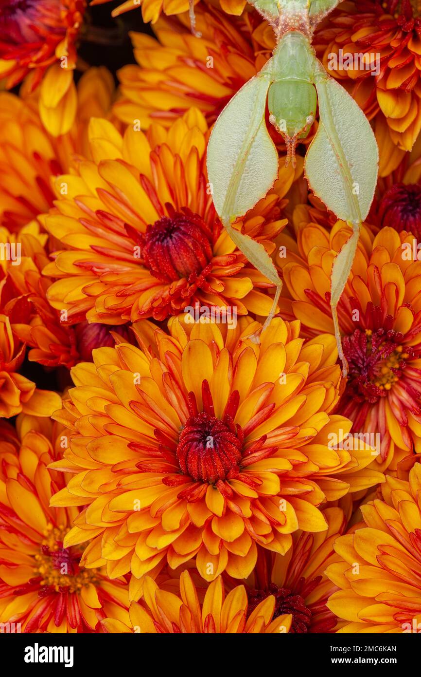 Leaf insect (Phyllium sp) on Chrysanthemum flowers. Stock Photo