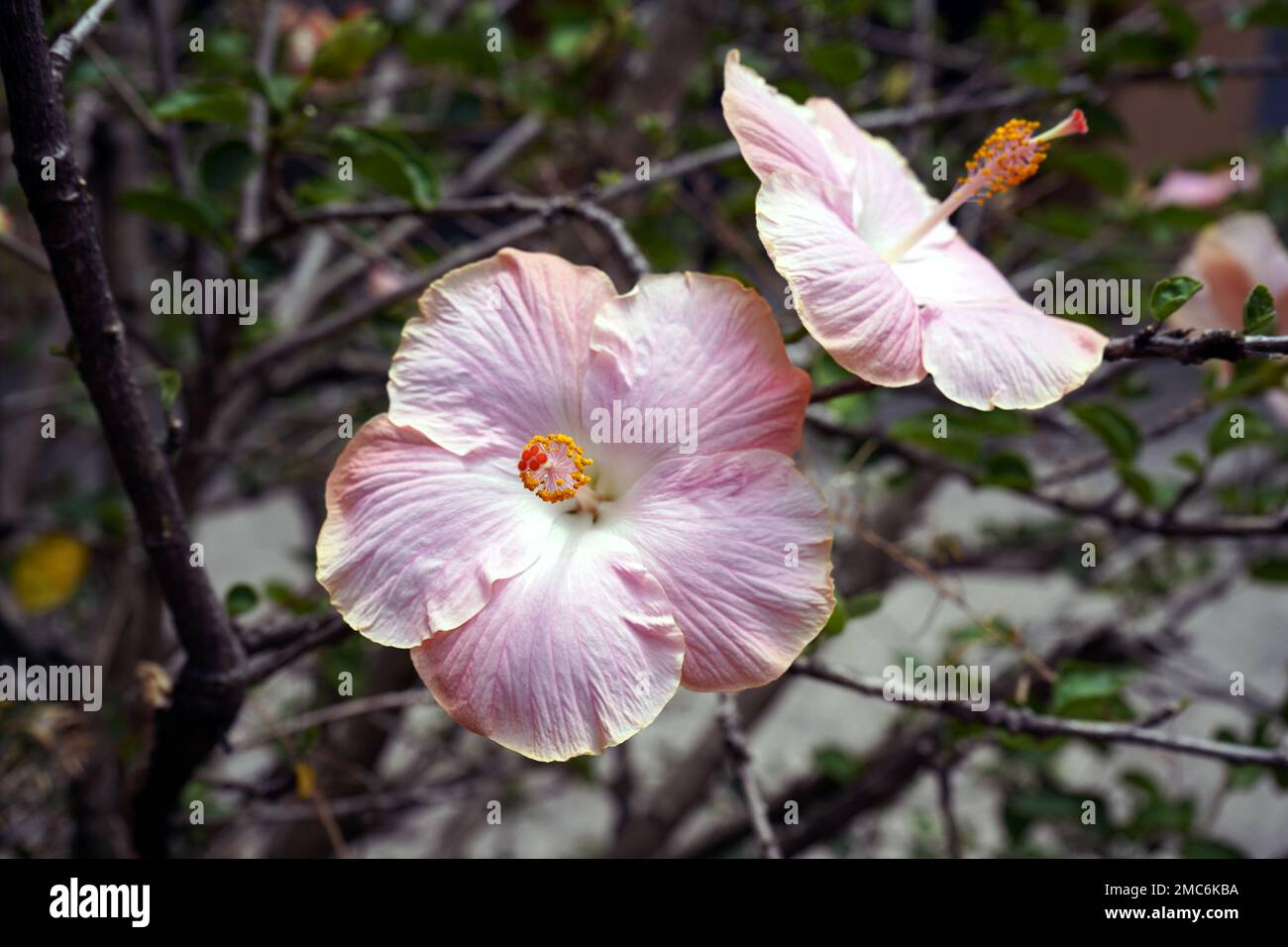 Close up pink hibiscus plant hi-res stock photography and images - Alamy
