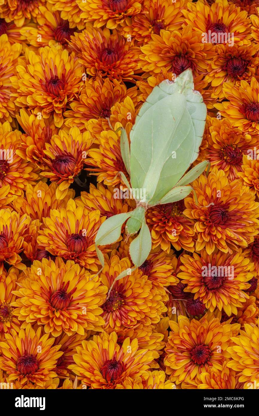 Leaf insect (Phyllium sp) on Chrysanthemum flowers. Stock Photo