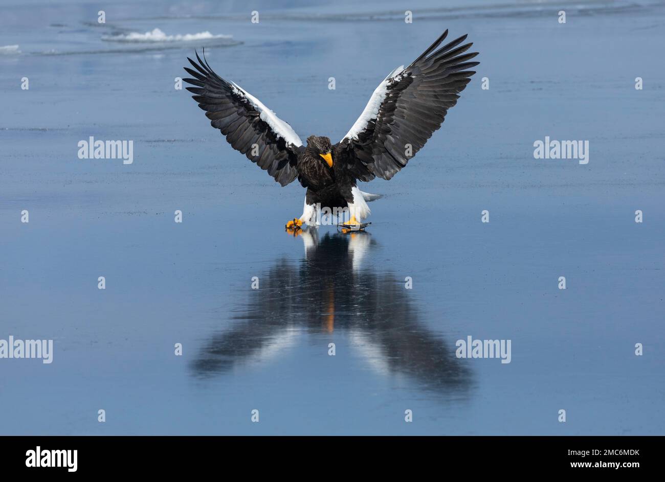 Steller's sea eagle (Haliaeetus pelagicus) landing on sea ice in the Nemuro Strait, Hokkaido, Japan Stock Photo