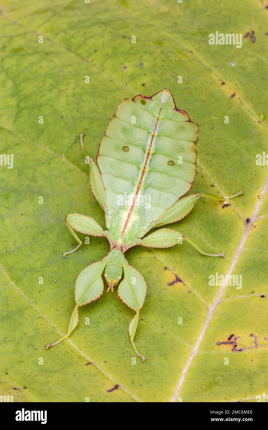 Leaf insect (Phyllium sp) on leaf. Stock Photo