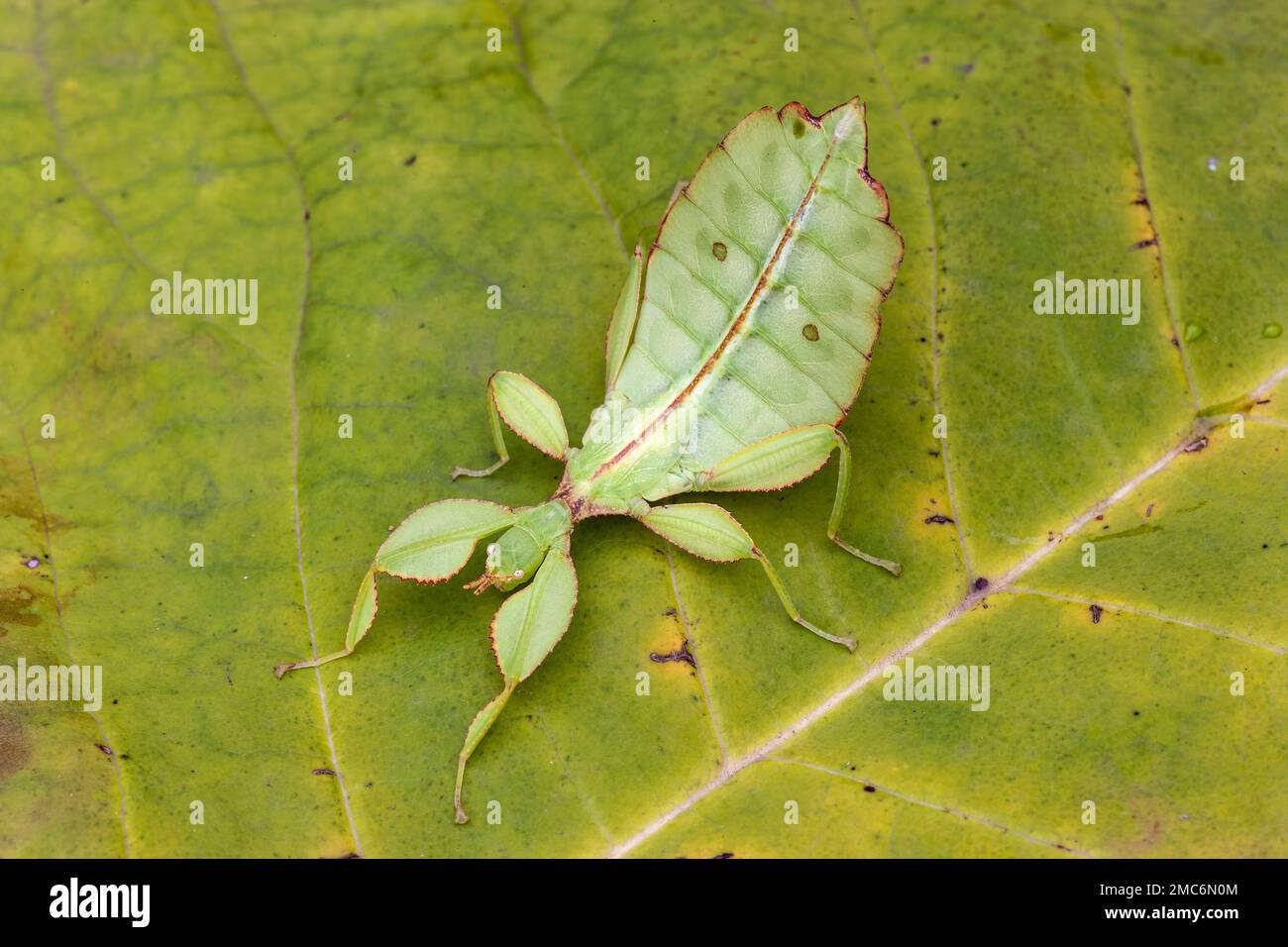 Leaf insect (Phyllium sp) on leaf. Stock Photo