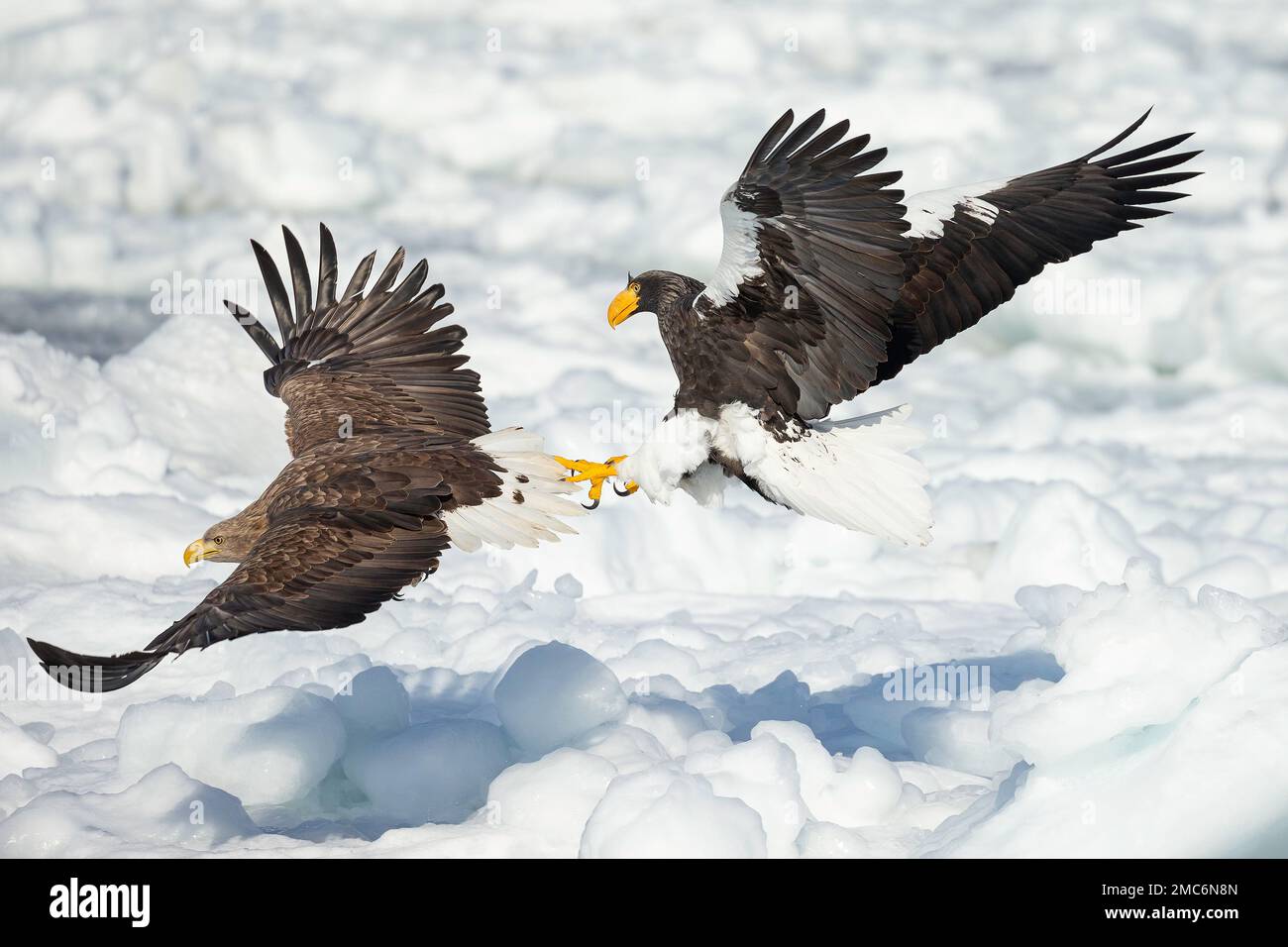 Steller's sea eagle (Haliaeetus pelagicus) fighting with White-tailed Eagle (Haliaeetus albicilla) over food onthe sea ice of Nemuro Strait, Hokkaido, Stock Photo