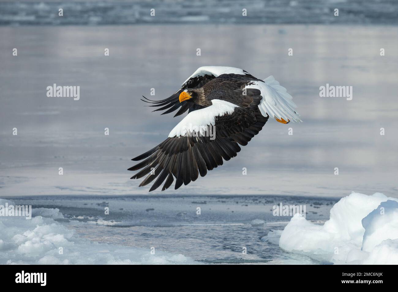 Steller's sea eagle (Haliaeetus pelagicus) flying over sea ice in the Nemuro Strait, Hokkaido, Japan Stock Photo