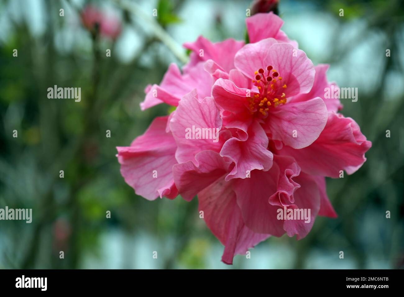 Pink Hibiscus flower Stock Photo - Alamy