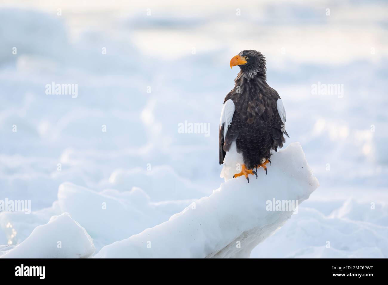 Steller's sea eagle (Haliaeetus pelagicus) perched on sea ice in the Nemuro Strait, Hokkaido, Japan Stock Photo