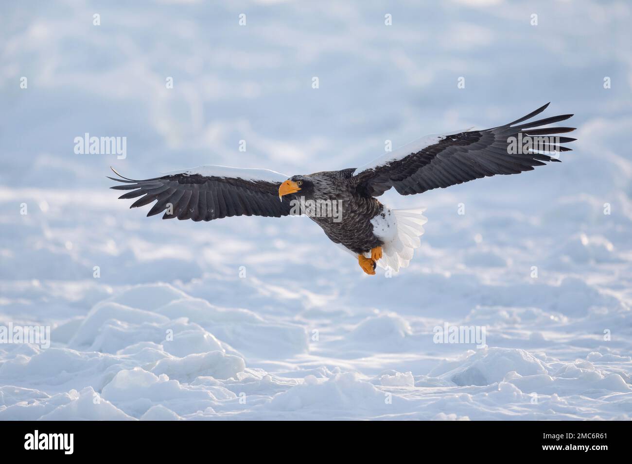 Steller's sea eagle (Haliaeetus pelagicus) flying over sea ice in the Nemuro Strait, Hokkaido, Japan Stock Photo