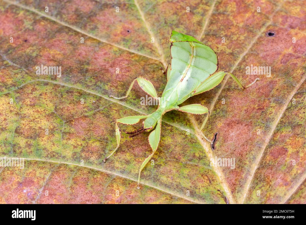 Leaf insect (Phyllium sp) on leaf. Stock Photo