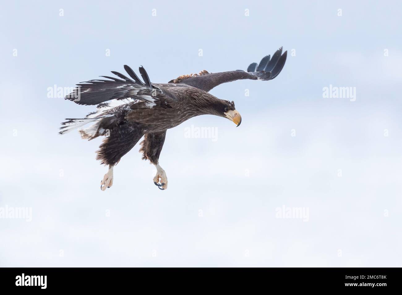 Steller's sea eagle (Haliaeetus pelagicus) juvenile in flight over Nemuro Strait ,Hokkaido, Japan Stock Photo