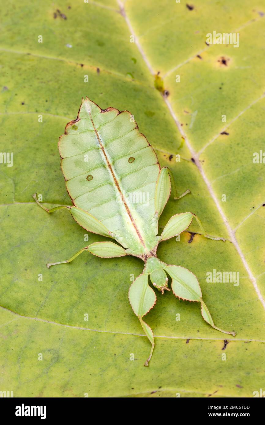 Leaf insect (Phyllium sp) on leaf. Stock Photo