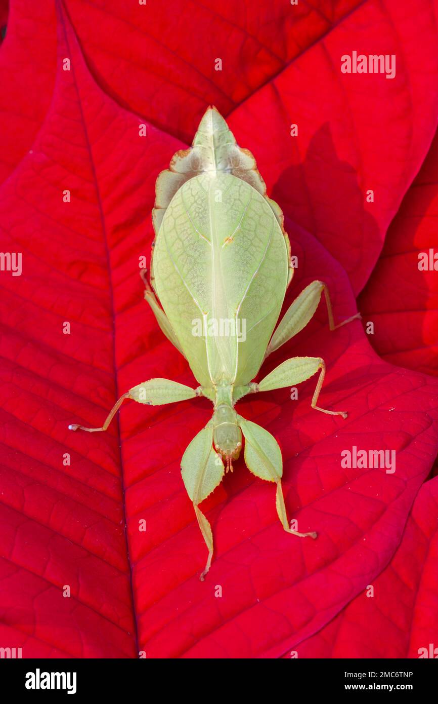 Leaf insect on poinsettia. Stock Photo