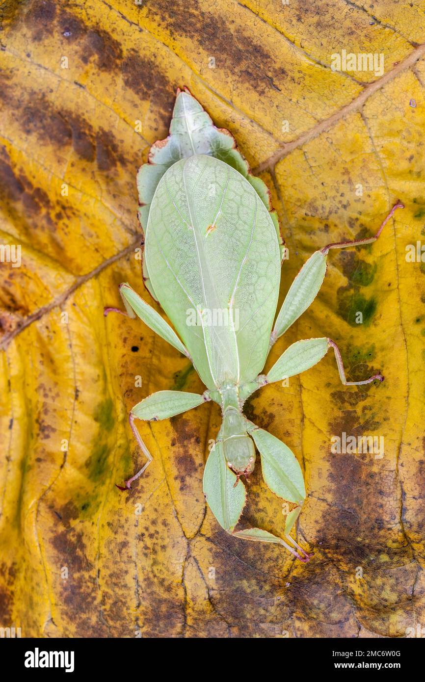 Leaf insect (Phyllium sp.) on leaf. Stock Photo