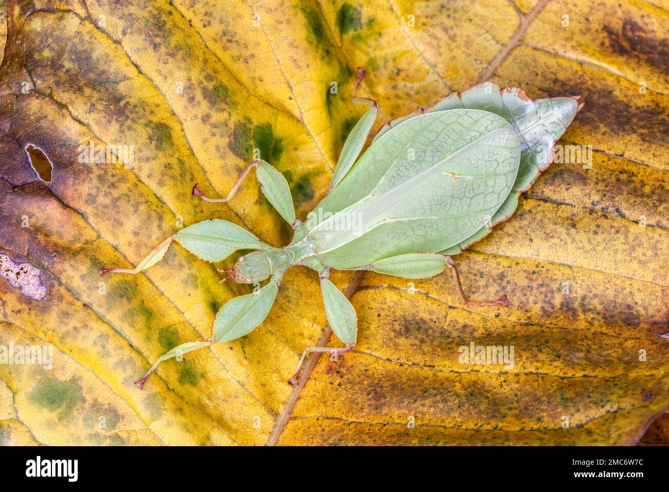 Leaf insect (Phyllium sp.) on leaf. Stock Photo