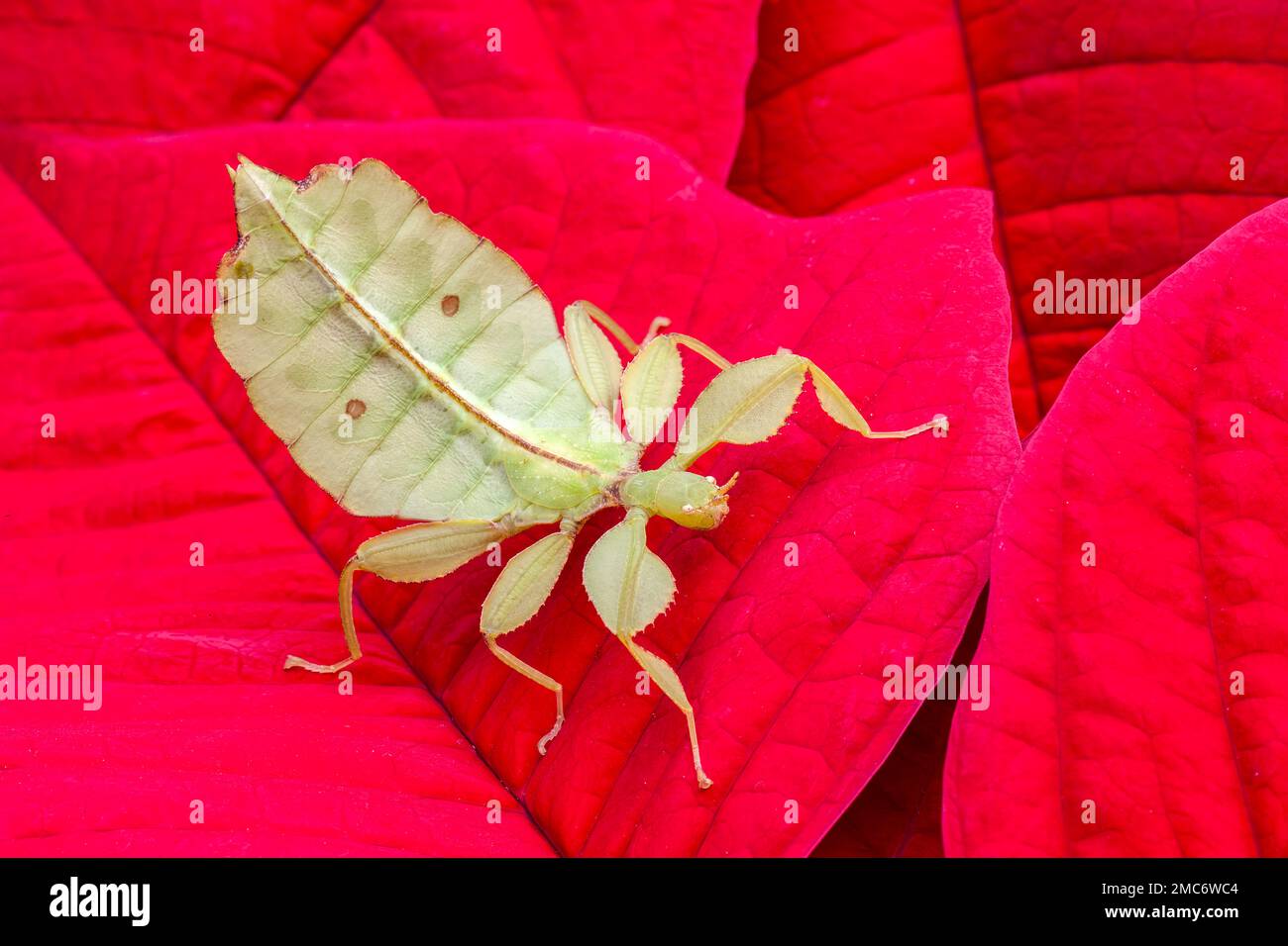 Leaf insect on poinsettia. Stock Photo