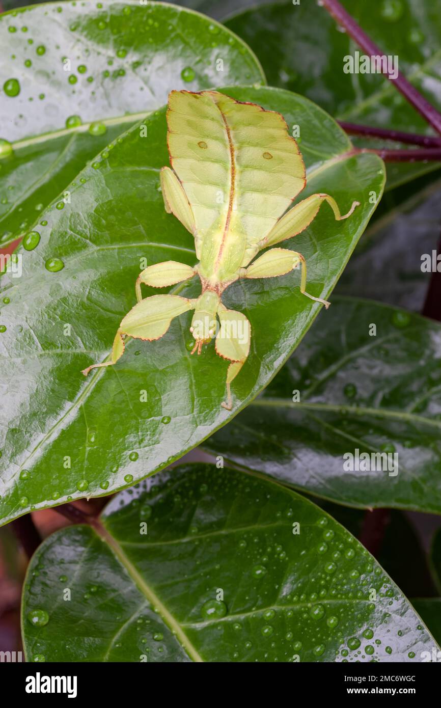 Leaf insect nymph (Phyllium sp.) on leaf. Stock Photo