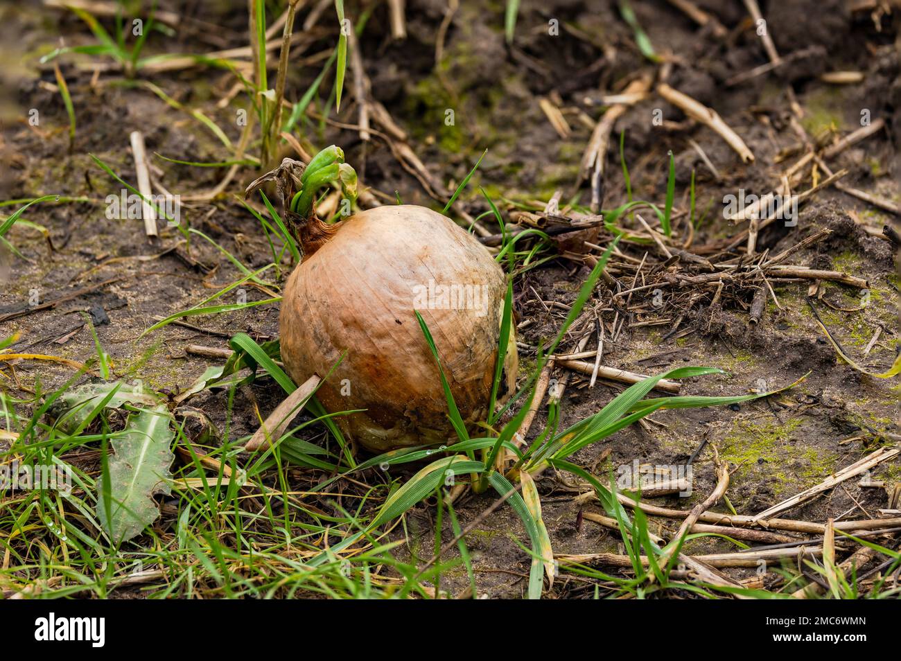 Focus stacking shot of a germinating onion with green shoot on a field after harvest in winter, Germany Stock Photo